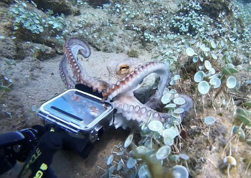 I hobotnice bi htjele raditi selfije