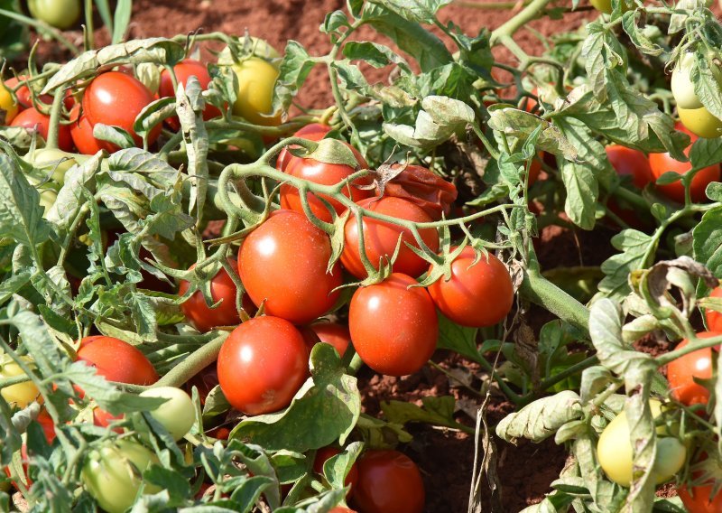 Podravka će kooperantima podijeliti 12 milijuna presadnica rajčica, evo kada kreću