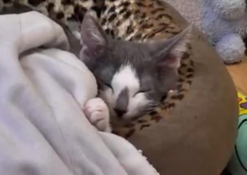 Što je slađe od uspavanog mačića?
